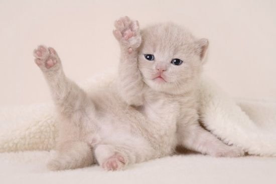 550x367, 17 Kb / котёнок