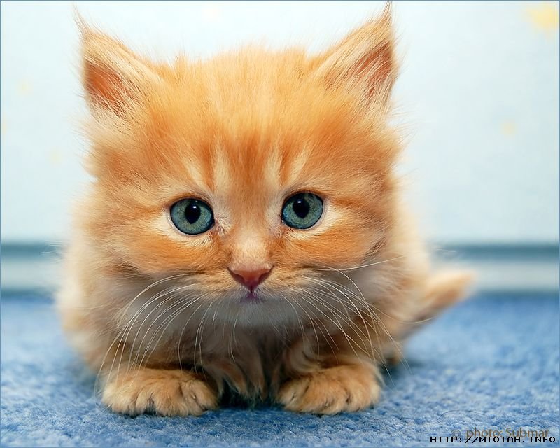 800x640, 90 Kb / котёнок, рыжий