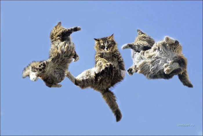 700x469, 42 Kb / коты, кошки, летающие