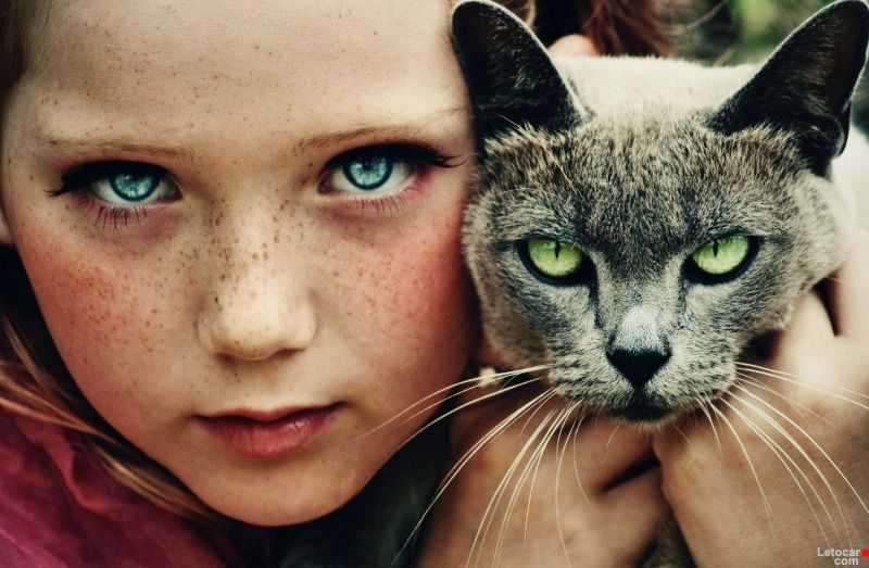 800x523, 74 Kb / кошка, кот, взгляд, глаза, девочка