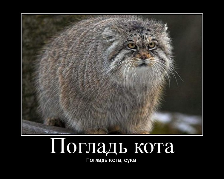 750x600, 88 Kb / манул, демотиватор