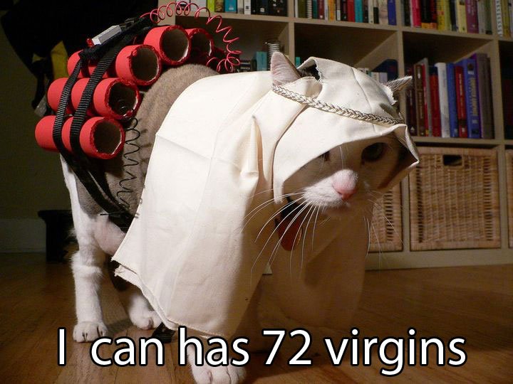 720x540, 76 Kb / кот, шахид
