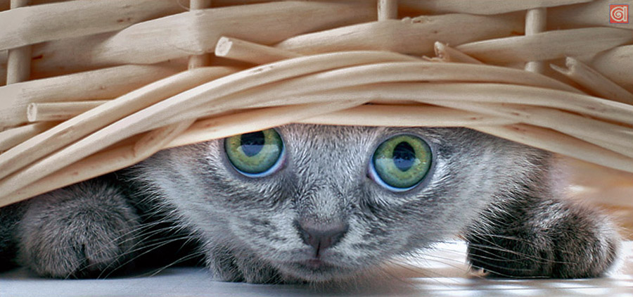 900x422, 140 Kb / кот, корзина, прятки