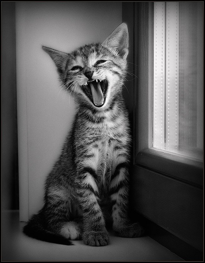 652x837, 111 Kb / котенок, подоконник , окно, ч/б