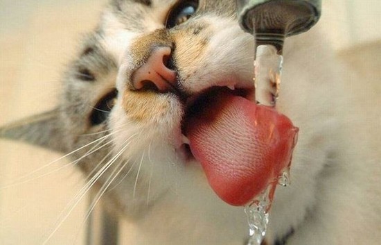 550x353, 44 Kb / кот, кошка, кран, вода, сушняк, язык