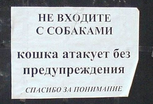 490x336, 43 Kb / кошка, атакует, объявление, надпись