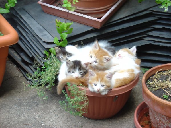 600x450, 72 Kb / котята, горшок