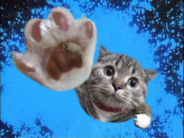 630x474, 55 Kb / кот, прыжок
