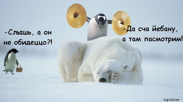 635x353, 22 Kb / пингвин, тарелки, медведь, полярный