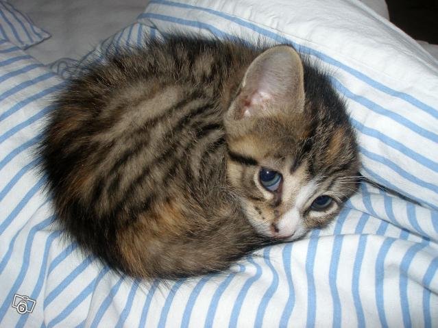 639x479, 59 Kb / котенок