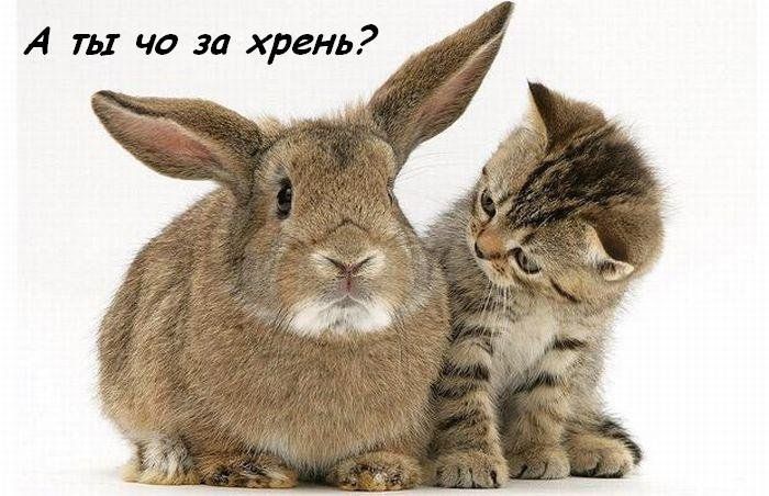 700x452, 66 Kb / кролик