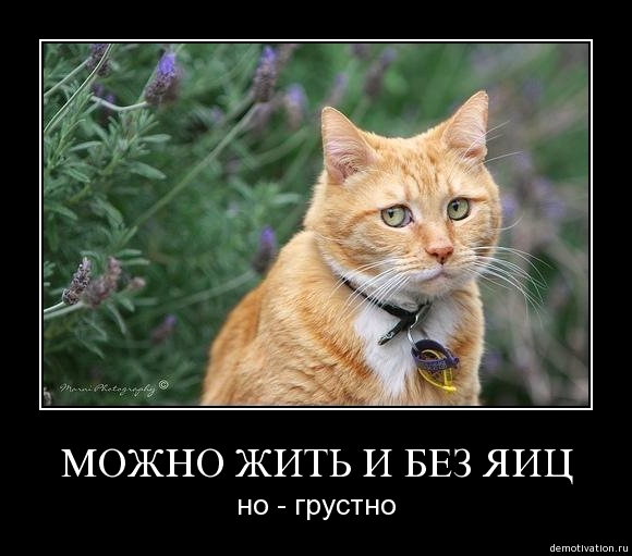 580x511, 108 Kb / кот, без яиц, демотиватор