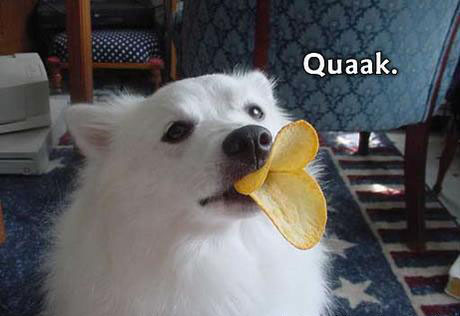 460x316, 56 Kb / собака, утка, чипсы, клюв