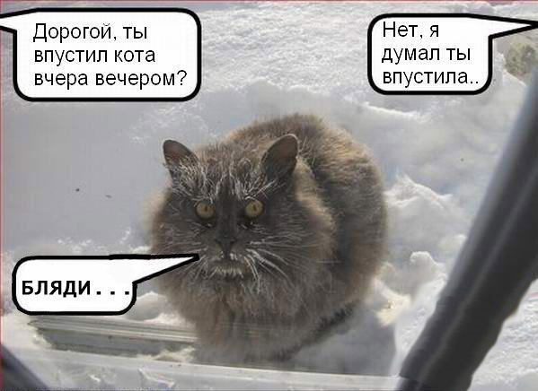599x436, 126 Kb / бляди, кот, снег, улица