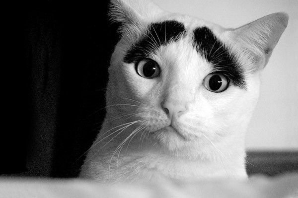 600x399, 35 Kb / коты
