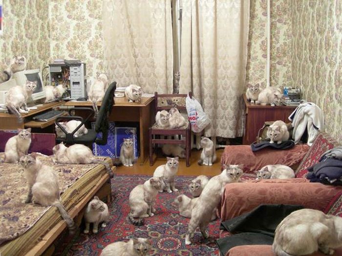 700x525, 101 Kb / кошки, квартира,много