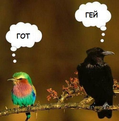500x510, 31 Kb / птицы, гот, гей