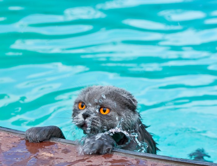 700x535, 64 Kb / кот, бассейн, вода
