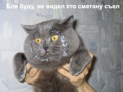 400x300, 30 Kb / кот, сметана