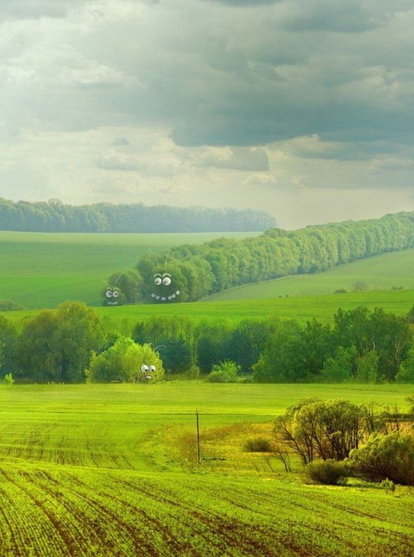 595x800, 75 Kb / природа, гусеницы, фотожаба