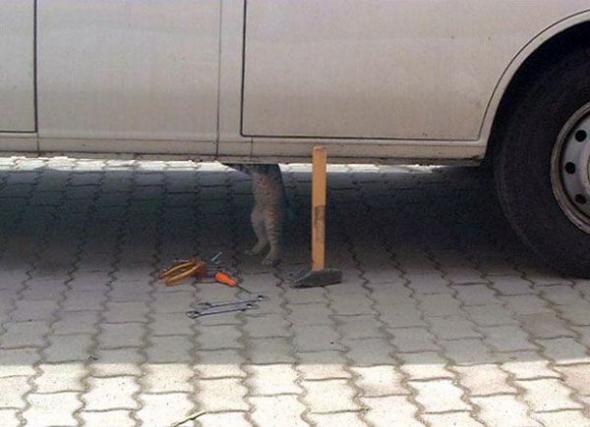 590x427, 31 Kb / ремонт, кот