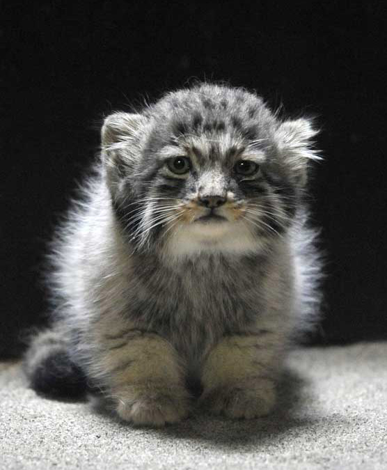556x675, 111 Kb / манул, котёнок
