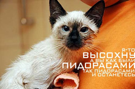 470x312, 42 Kb / пидорасы, мокрый