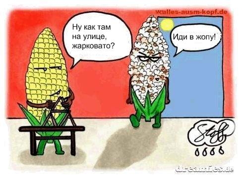 488x354, 111 Kb / кукуруза, жара