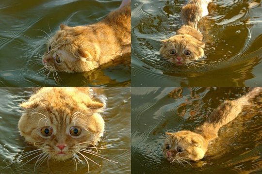 540x359, 54 Kb / кот, вода
