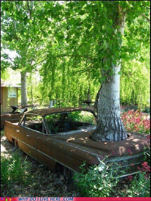 480x640, 128 Kb / дерево