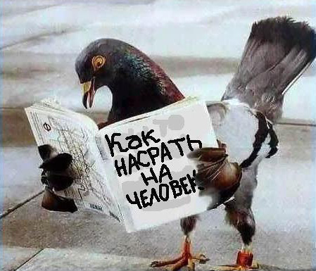 449x385, 62 Kb / голубь, мануал