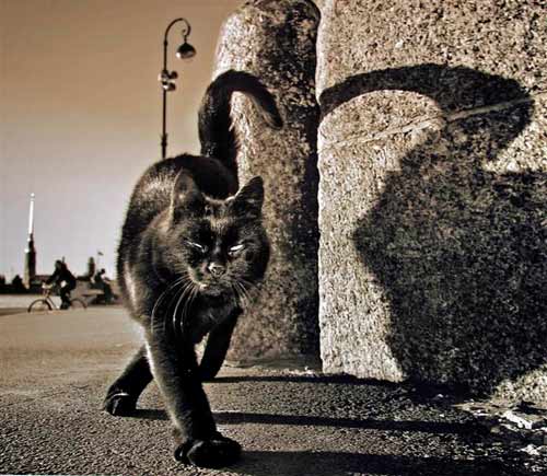 500x435, 41 Kb / черный кот