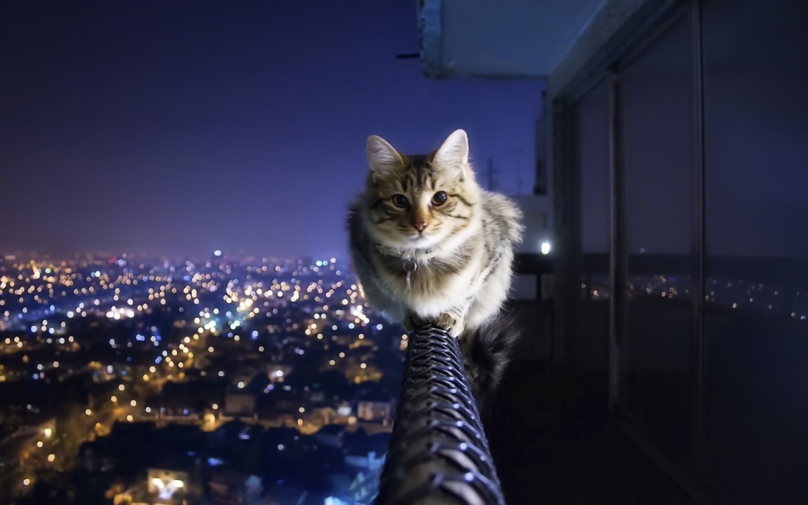 1600x1000, 119 Kb / кот
