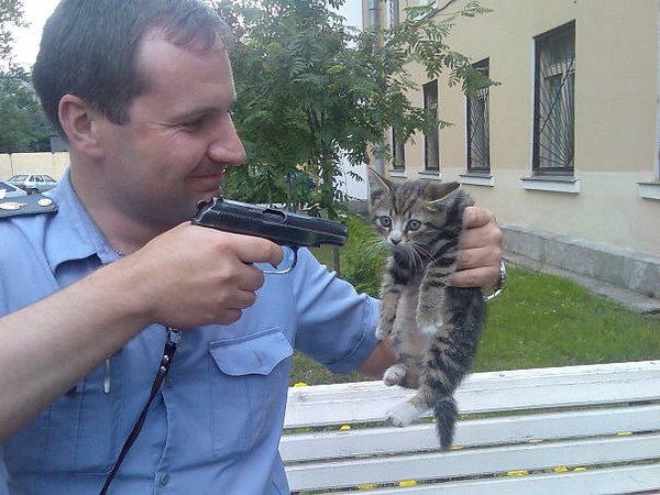 600x450, 203 Kb / мент, котенок