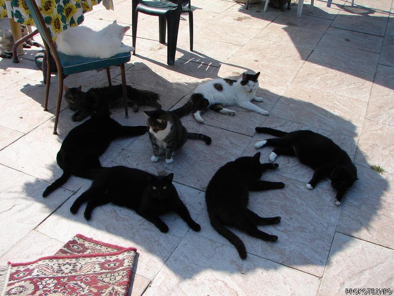 800x600, 83 Kb / коты, котэ, тень, ковер