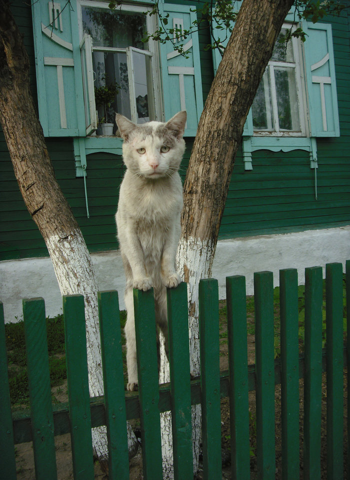 700x960, 202 Kb / cat, кот, грустный, котэ, облезлый, забор, зеленый