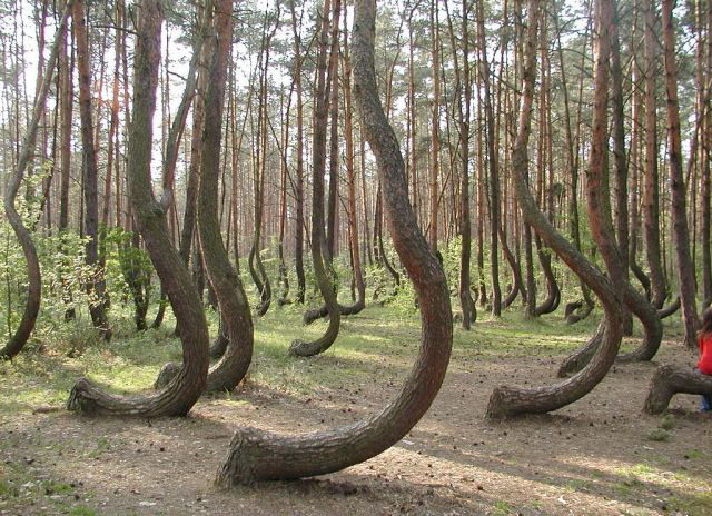 640x464, 131 Kb / деревья, лес
