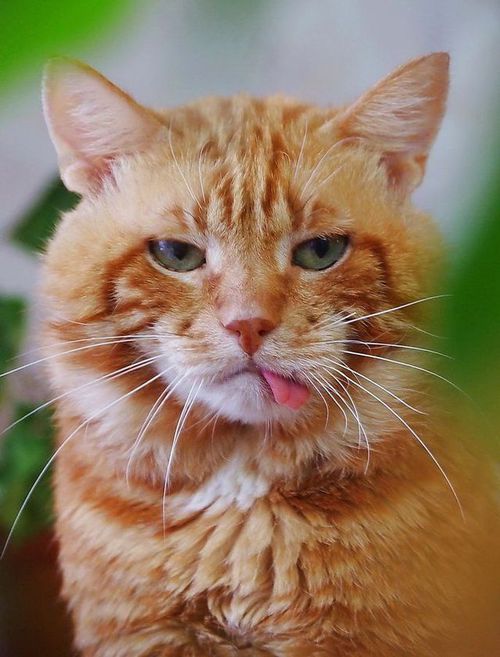 500x657, 62 Kb / Котэ