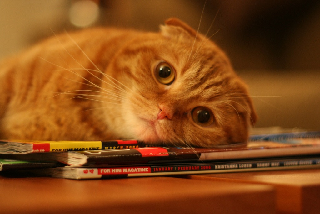 1024x683, 141 Kb / кот, журналы