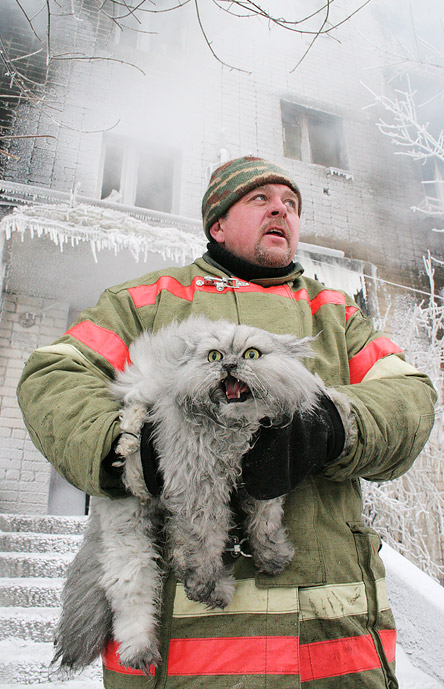444x689, 117 Kb / кот, пожар, хищный