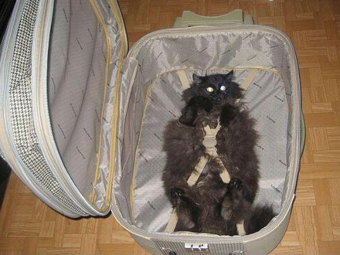 700x525, 64 Kb / чемодан, кот