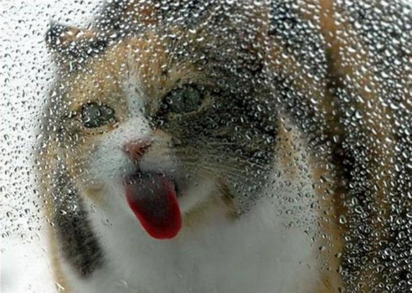 1440x1025, 263 Kb / кот, лижет, стекло