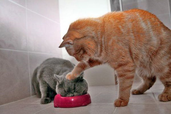600x400, 51 Kb / кот, коты, миска, морда