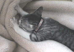 240x168, 154 Kb / кошка, кот, гиф