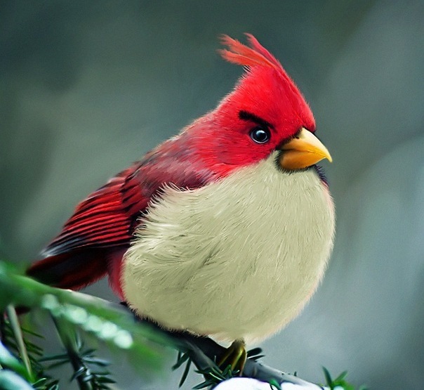 604x555, 86 Kb / angry bird