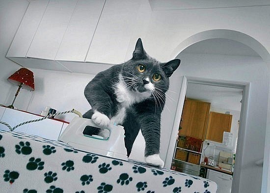 550x393, 53 Kb / кот, утюг