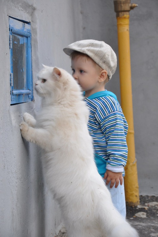 532x800, 86 Kb / кот белый, мальчик