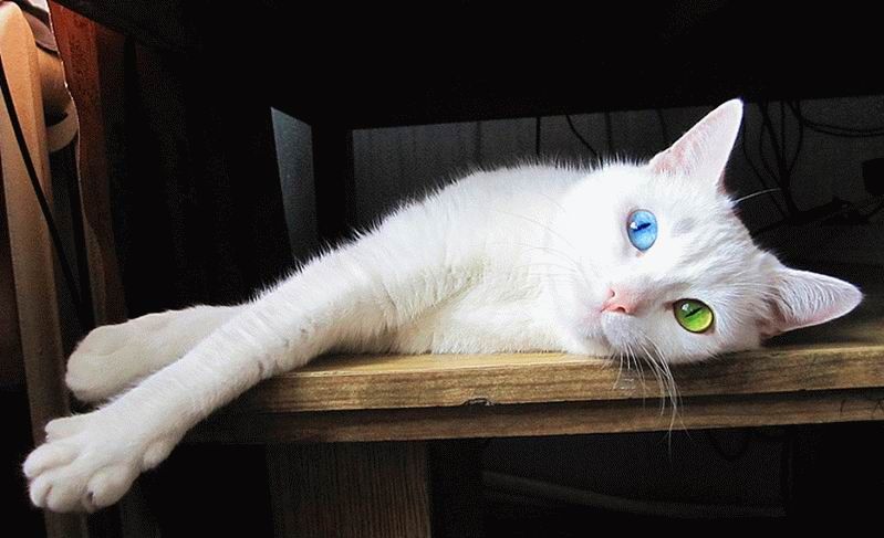 799x487, 49 Kb / кот, глаза