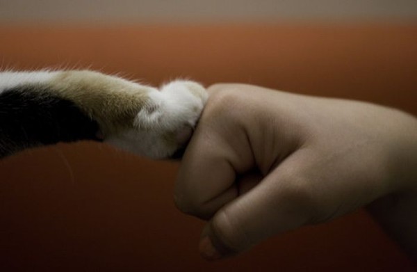 600x391, 43 Kb / котэ
