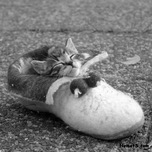 500x500, 53 Kb / котенок, сон, тапок